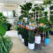 Lush Plant Co. in the Oakhurst District in Decatur, GA
