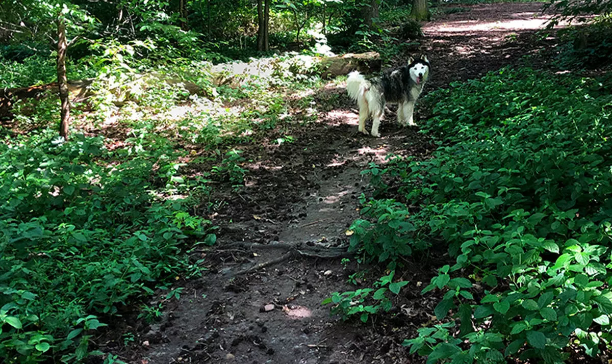 Adair Dog Park