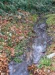 Stream